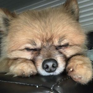 Meet your Posher, Melanie